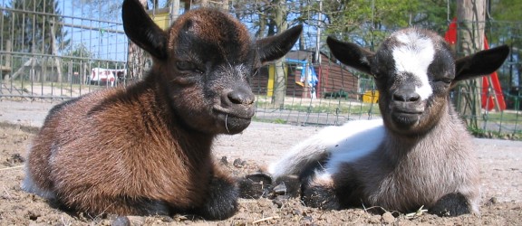 Dondertman geitjes.JPG