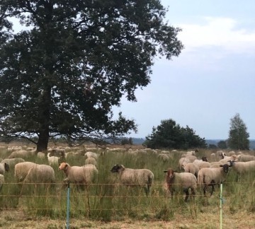 Schapen -1 bijgesneden.jpg