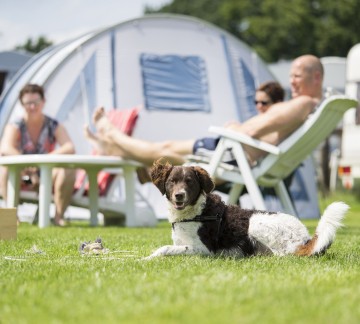 Hond